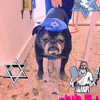 Размещение интеграции в Telegram. Логотип Телеграм канала @jewishpugs