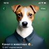 Размещение интеграции в Telegram. Логотип Телеграм канала @pets_ellidi